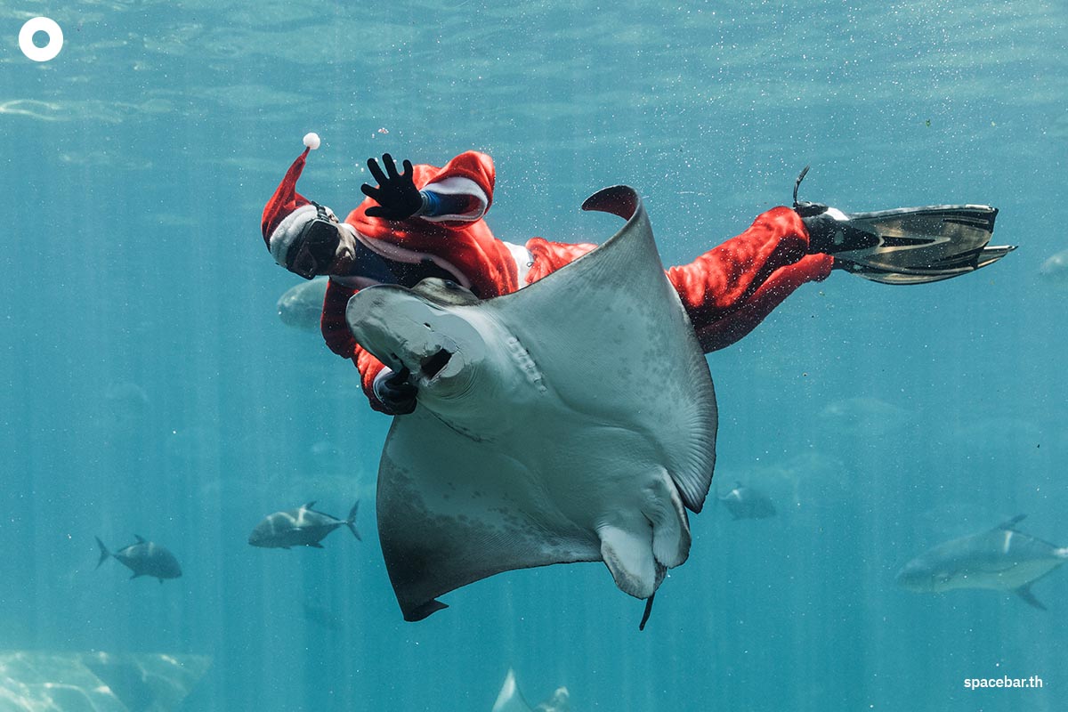 photo_story_santa_aquarium_SPACEBAR_Photo04_e2c279c744.jpg