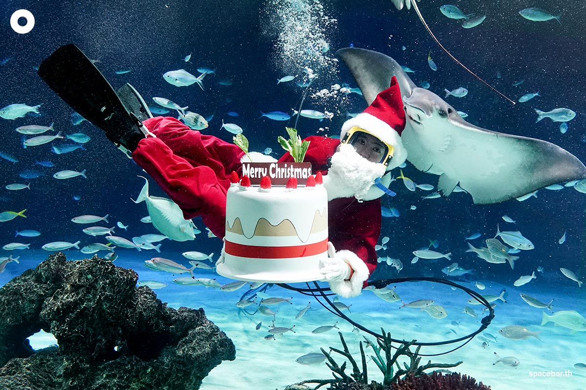 photo_story_santa_aquarium_SPACEBAR_Photo05_db229e4d53.jpg