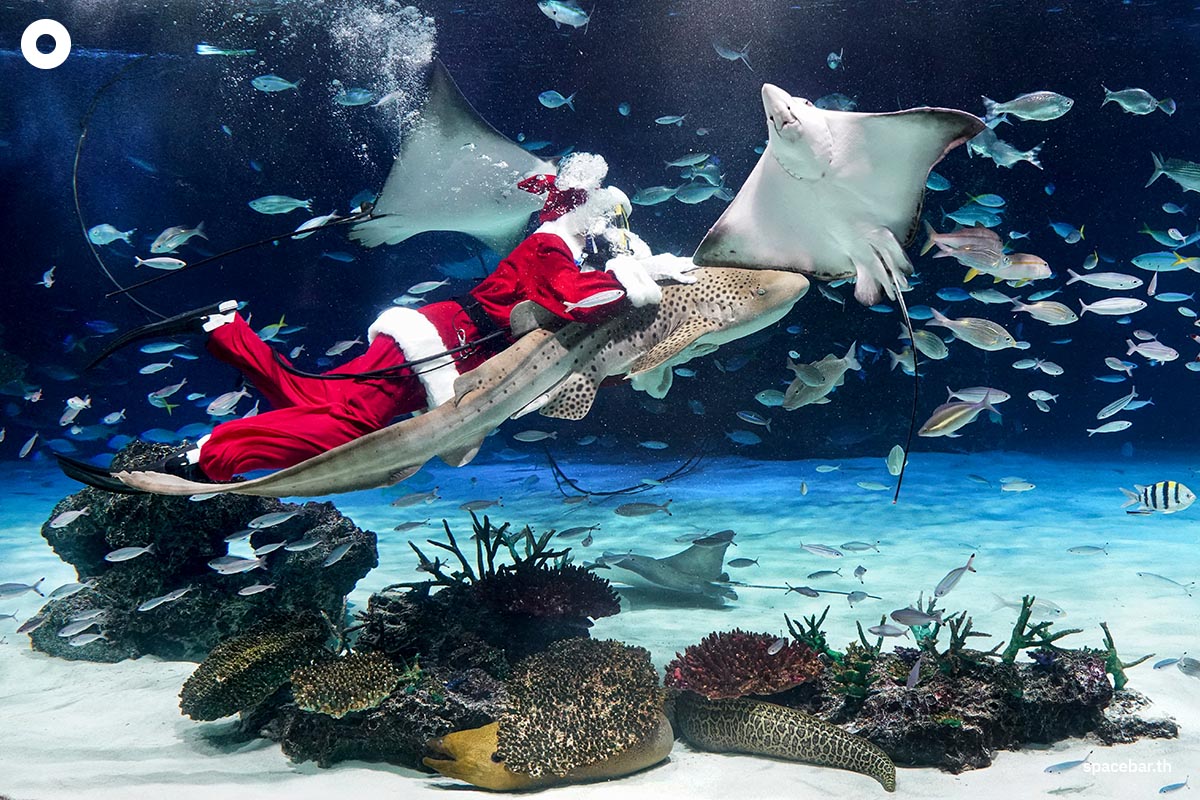 photo_story_santa_aquarium_SPACEBAR_Photo06_a932d1295c.jpg