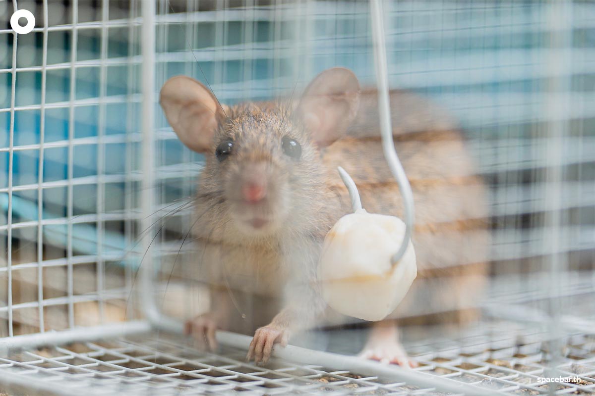 rat_problem_in_bangkok_police_new_york_city_SPACEBAR_Photo02_8630c066de.jpeg