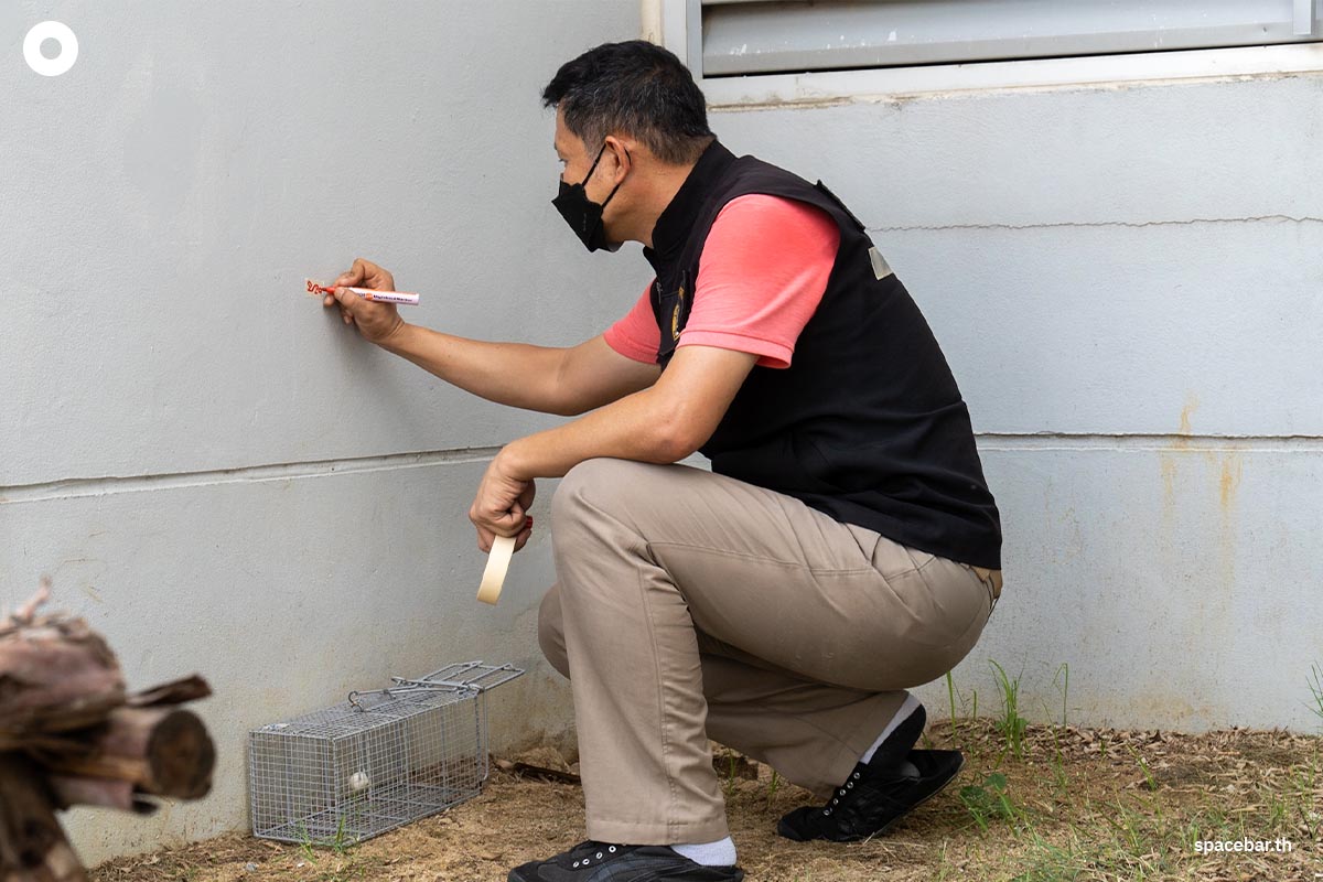 rat_problem_in_bangkok_police_new_york_city_SPACEBAR_Photo05_c8dbecb255.jpeg