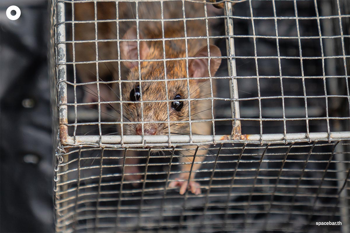 rat_problem_in_bangkok_police_new_york_city_SPACEBAR_Photo10_ffe0a778d3.jpeg